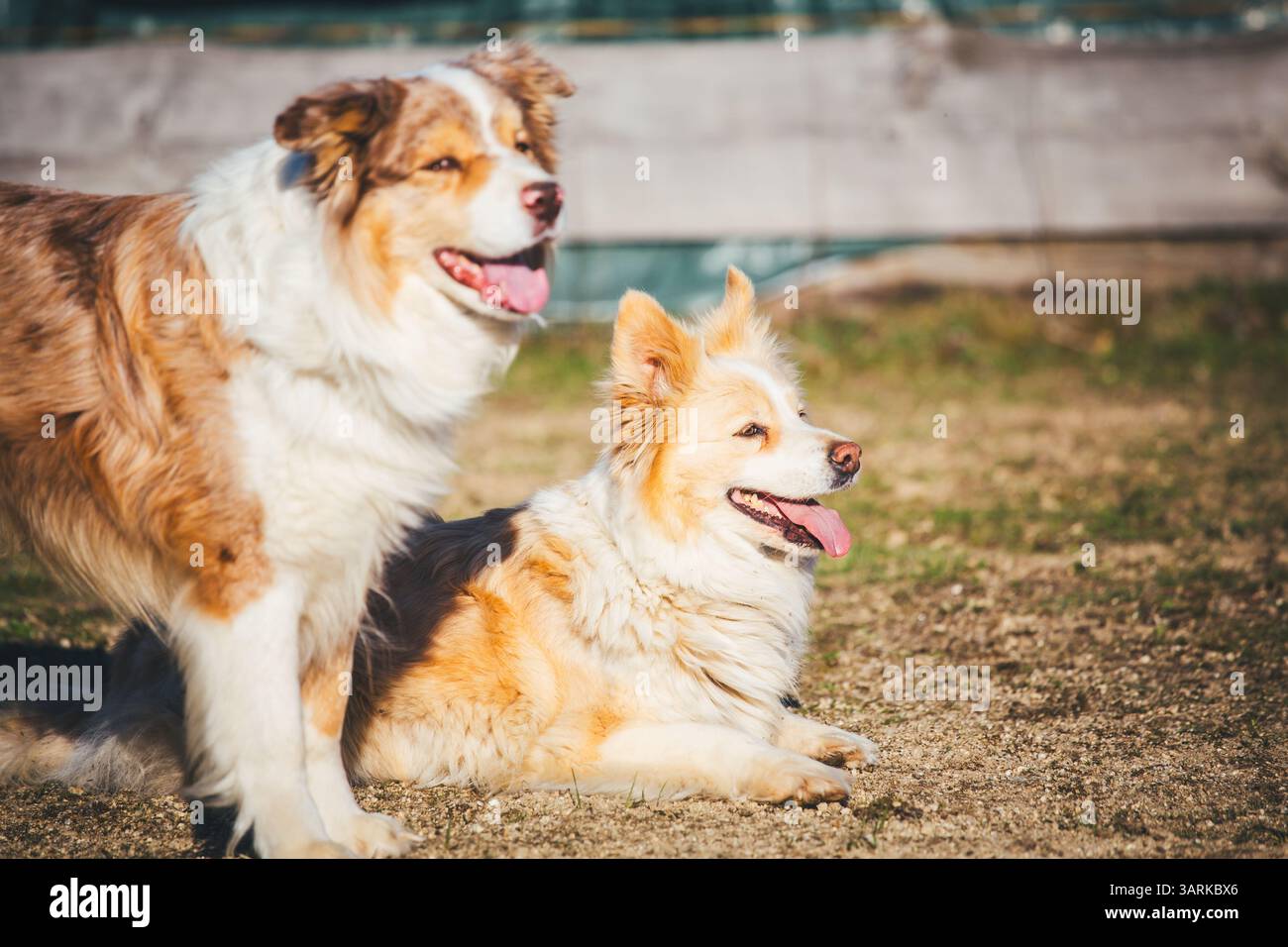 Border Collie Foto Stock