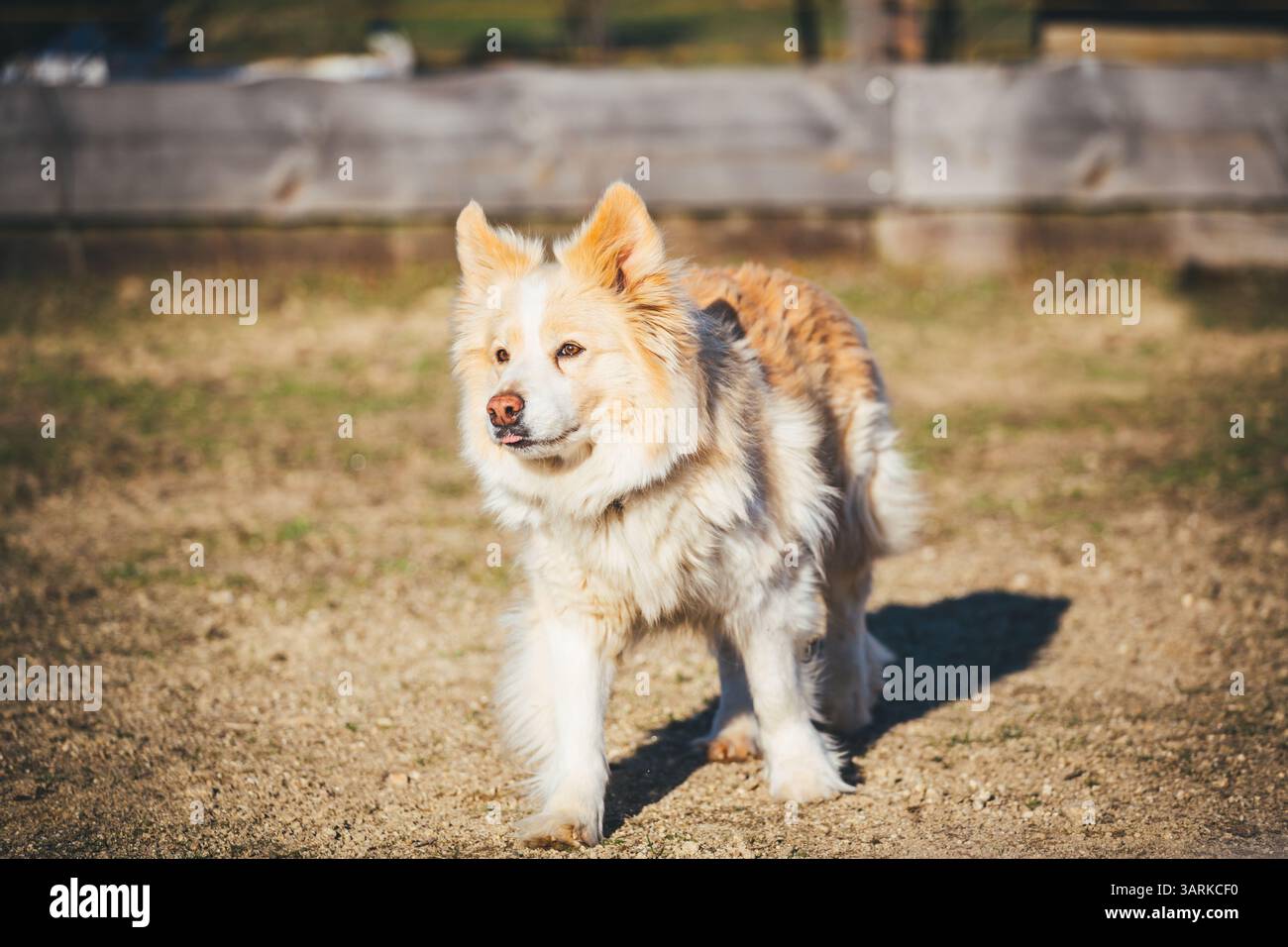 Collie di bordo Foto Stock