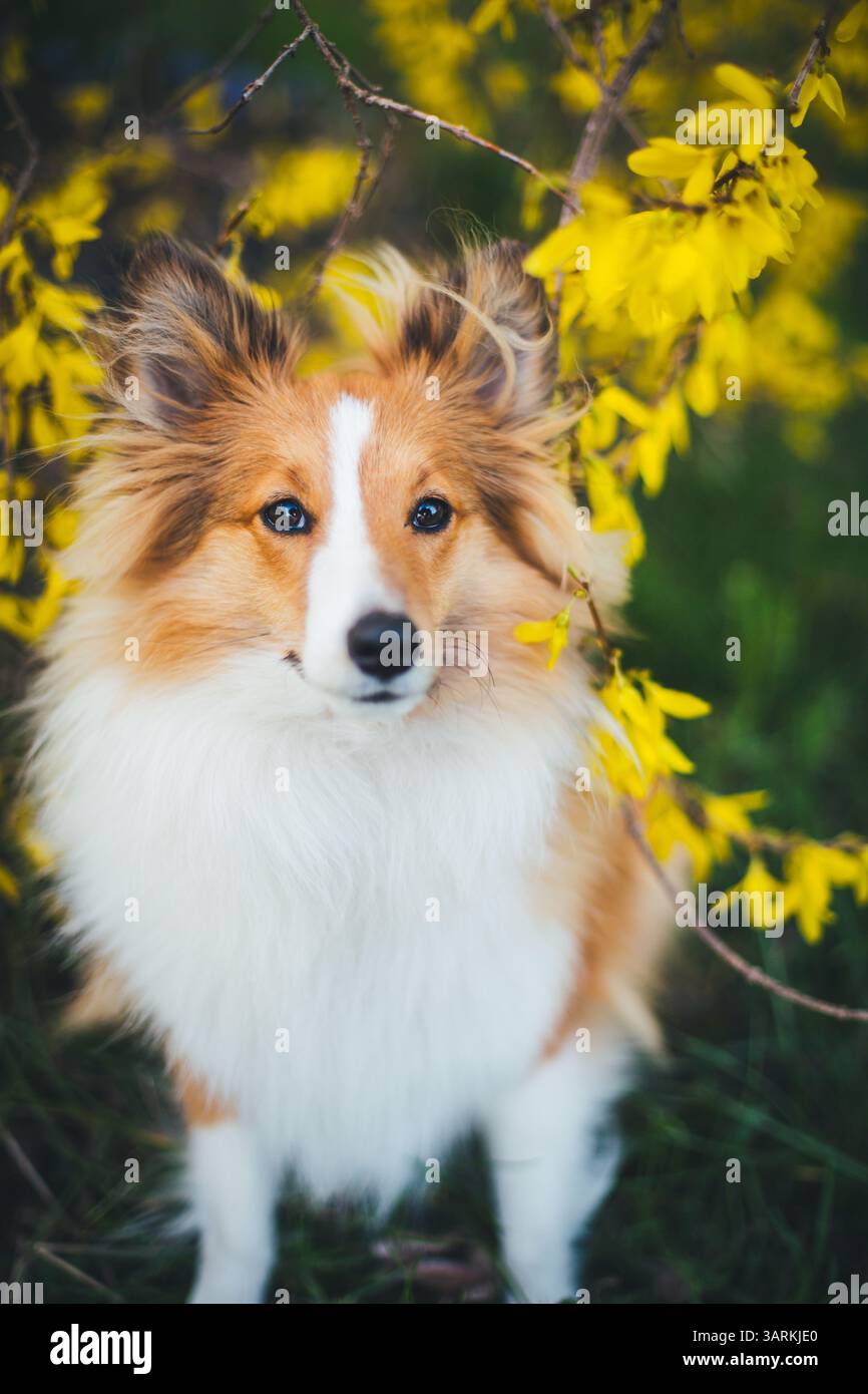 Sheepdog Shetland Foto Stock