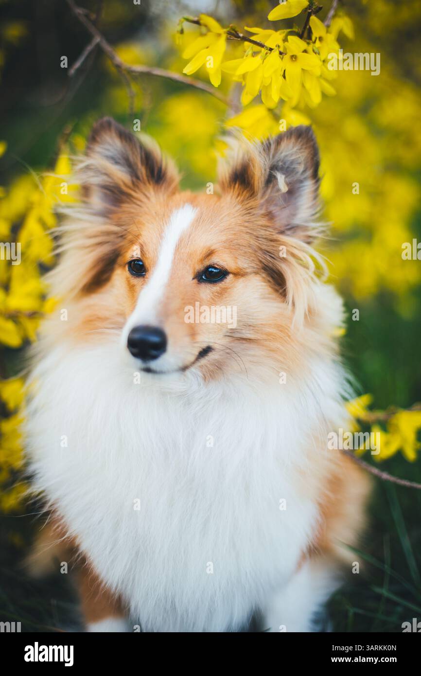 Sheepdog Shetland Foto Stock