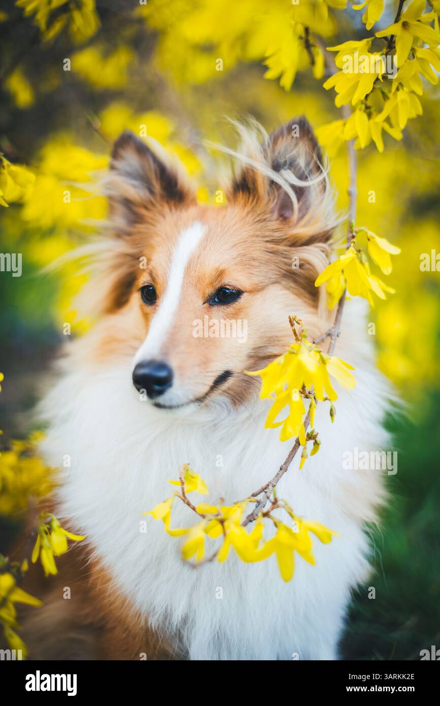 Sheepdog Shetland Foto Stock