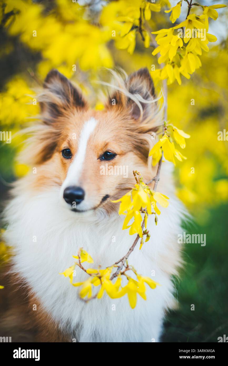 Sheepdog Shetland Foto Stock