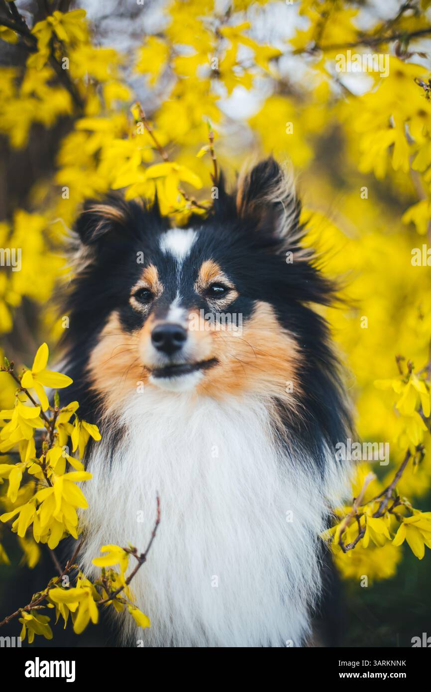 Sheepdog Shetland Foto Stock