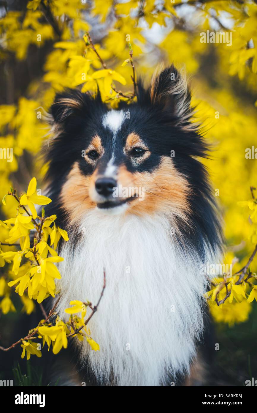 Sheepdog Shetland Foto Stock