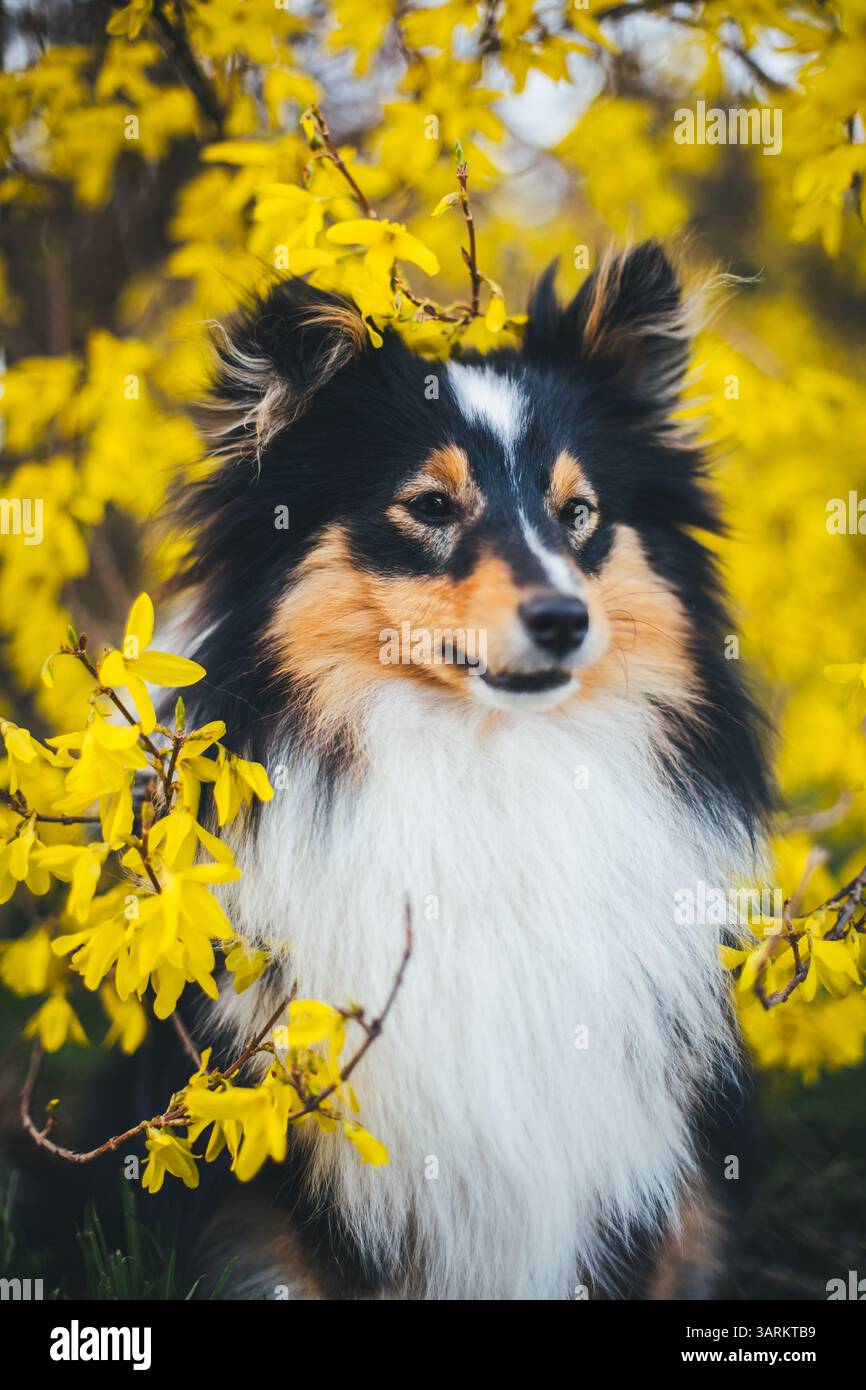 Sheepdog Shetland Foto Stock