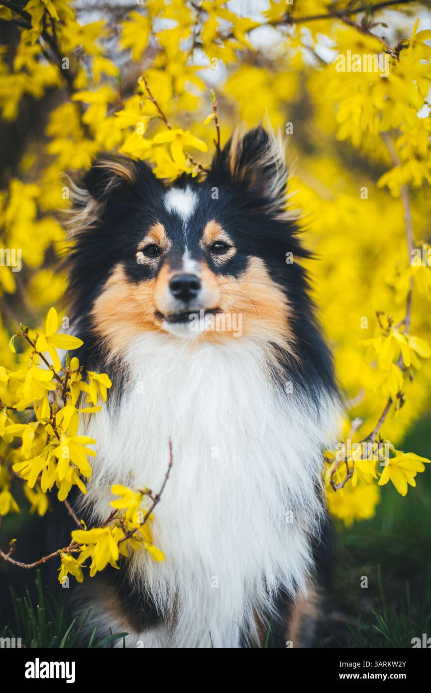 Sheepdog Shetland Foto Stock