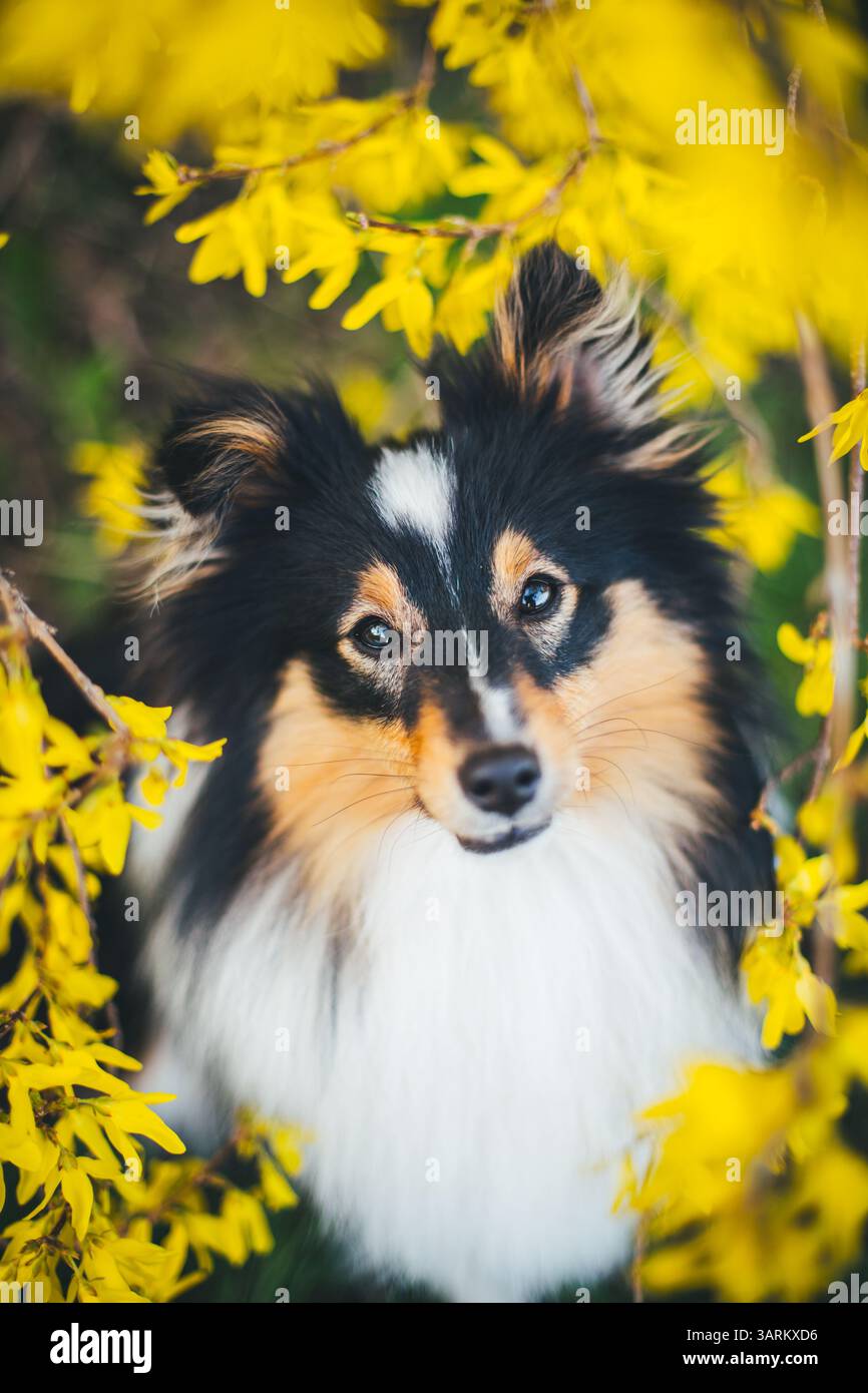 Sheepdog Shetland Foto Stock