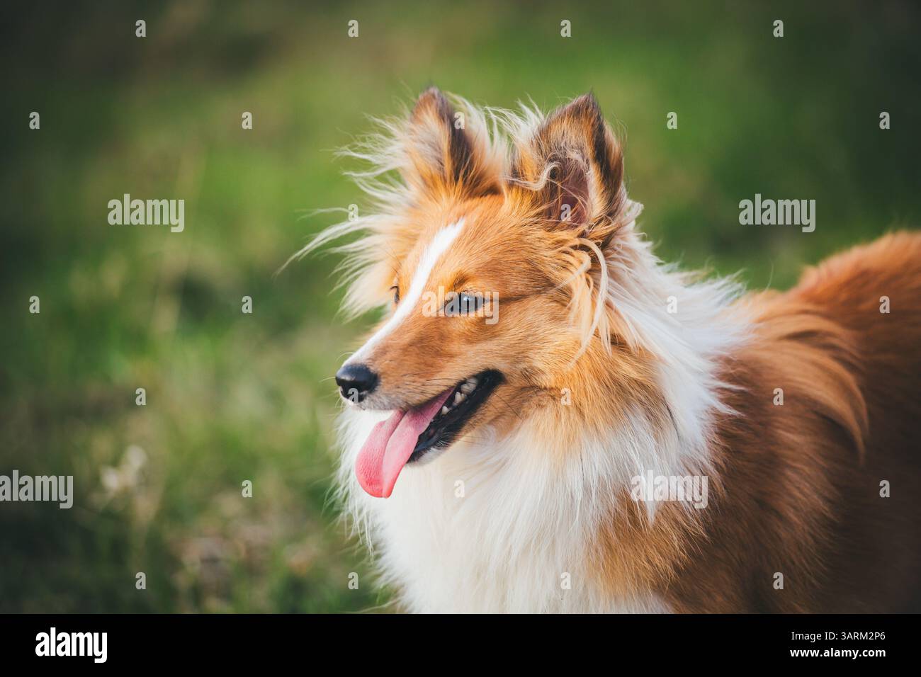 Sheepdog Shetland Foto Stock