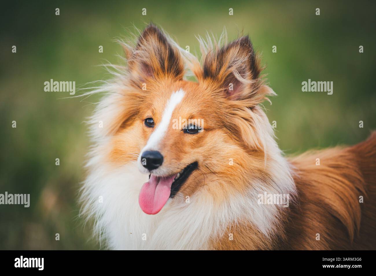 Sheepdog Shetland Foto Stock
