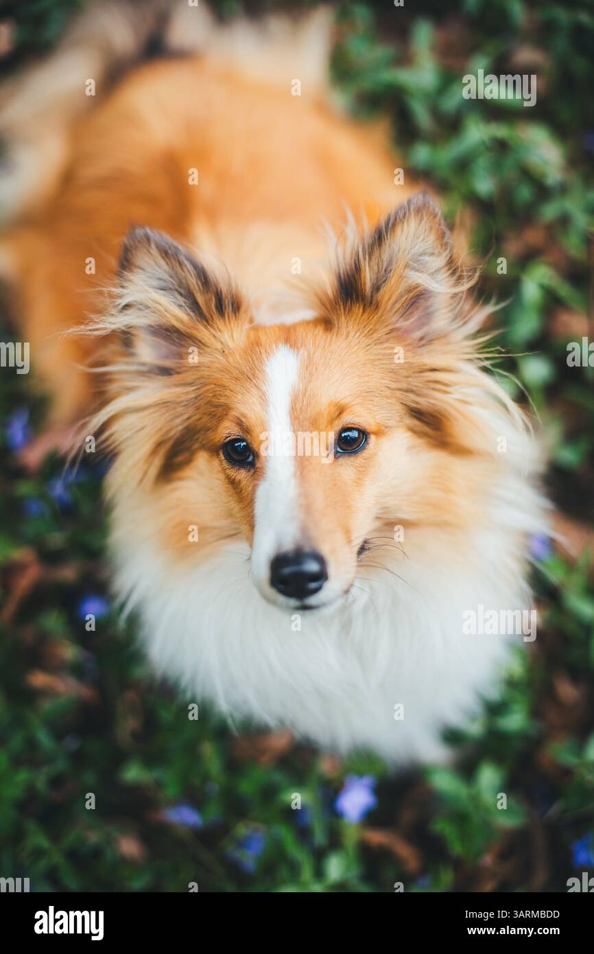 Sheepdog Shetland Foto Stock