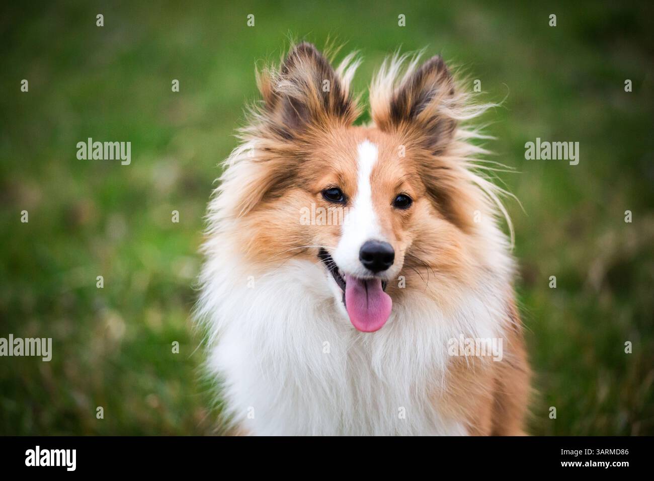 Sheepdog Shetland Foto Stock