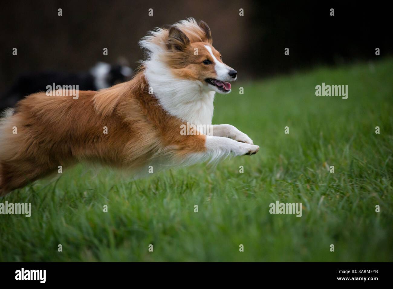 Sheepdog Shetland Foto Stock