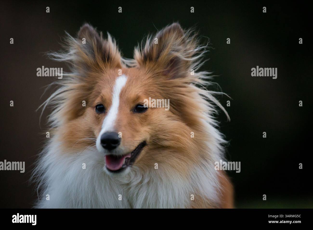 Sheepdog Shetland Foto Stock