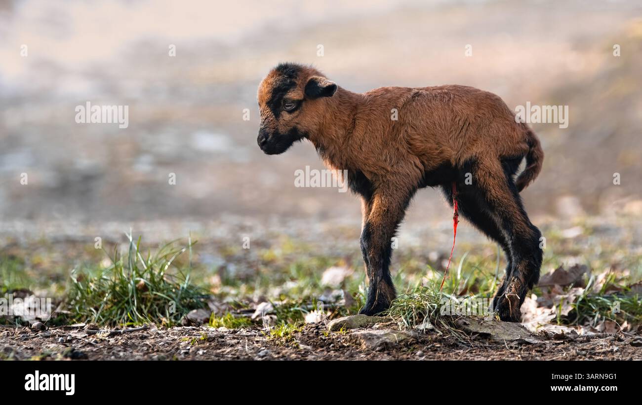 Vista ravvicinata di un agnello nano del Camerun appena nato (Ovis gmelini aries) con cordone ombelicale, spazio di copia, sfondo morbido, angolo basso, 16:9 Foto Stock
