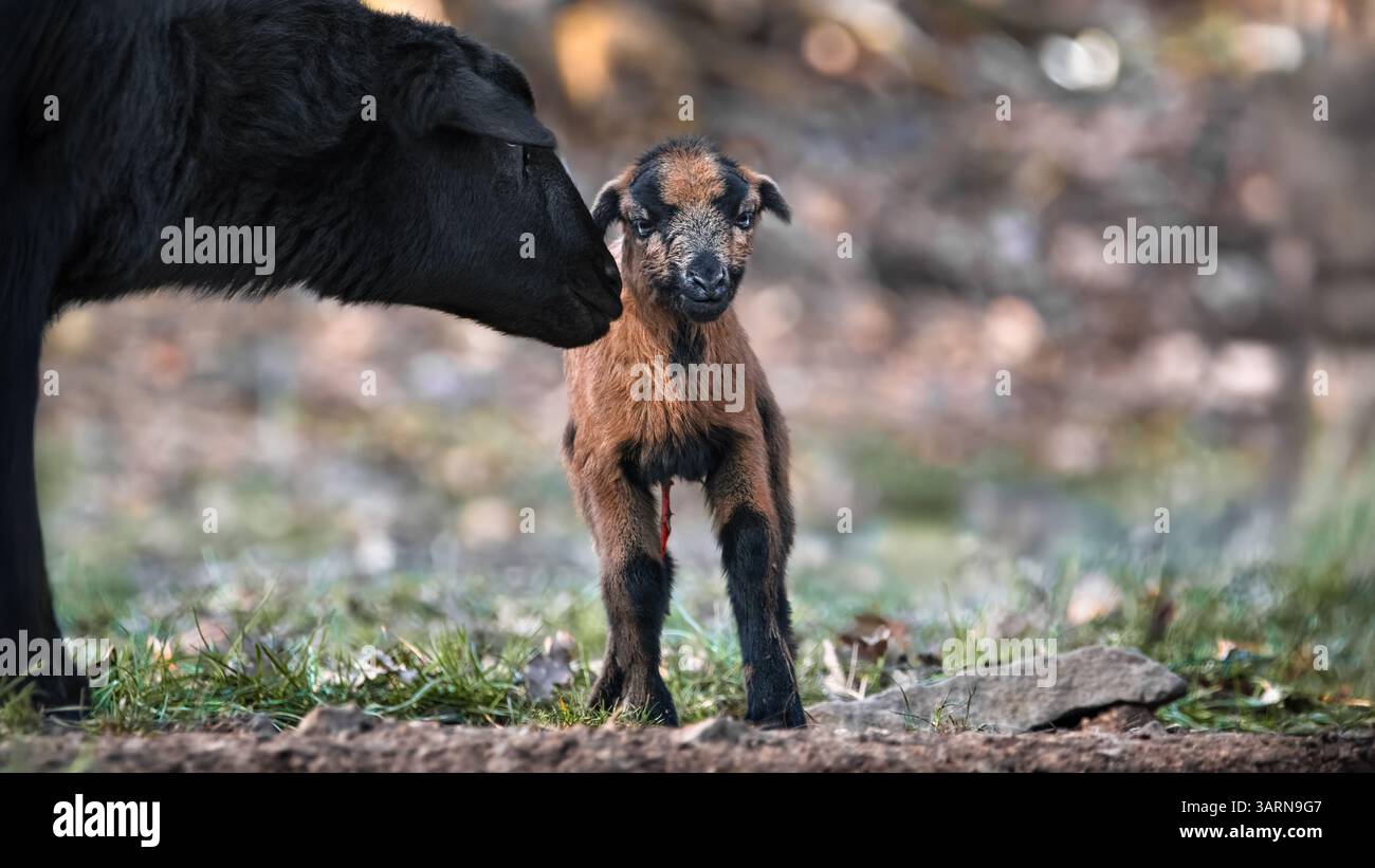 Primo piano una pecora nana camerunese con il suo agnello appena nato (Ovis gmelini aries), il cordone ombelicale ancora appeso, spazio copia, bokeh Foto Stock
