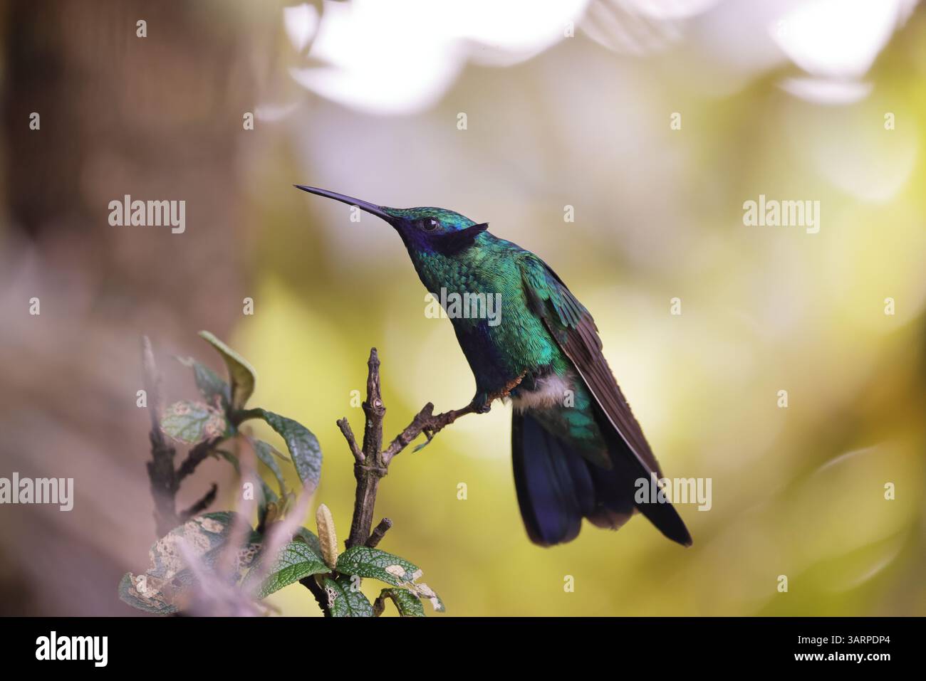 Lo scintillante violetear è una specie di colibrì diffusa negli altopiani del Sud America settentrionale e occidentale, compresa gran parte delle Ande Foto Stock