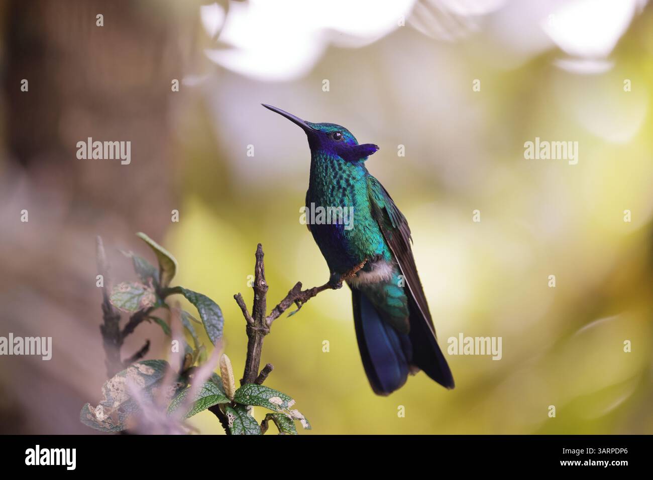 Lo scintillante violetear è una specie di colibrì diffusa negli altopiani del Sud America settentrionale e occidentale, compresa gran parte delle Ande Foto Stock