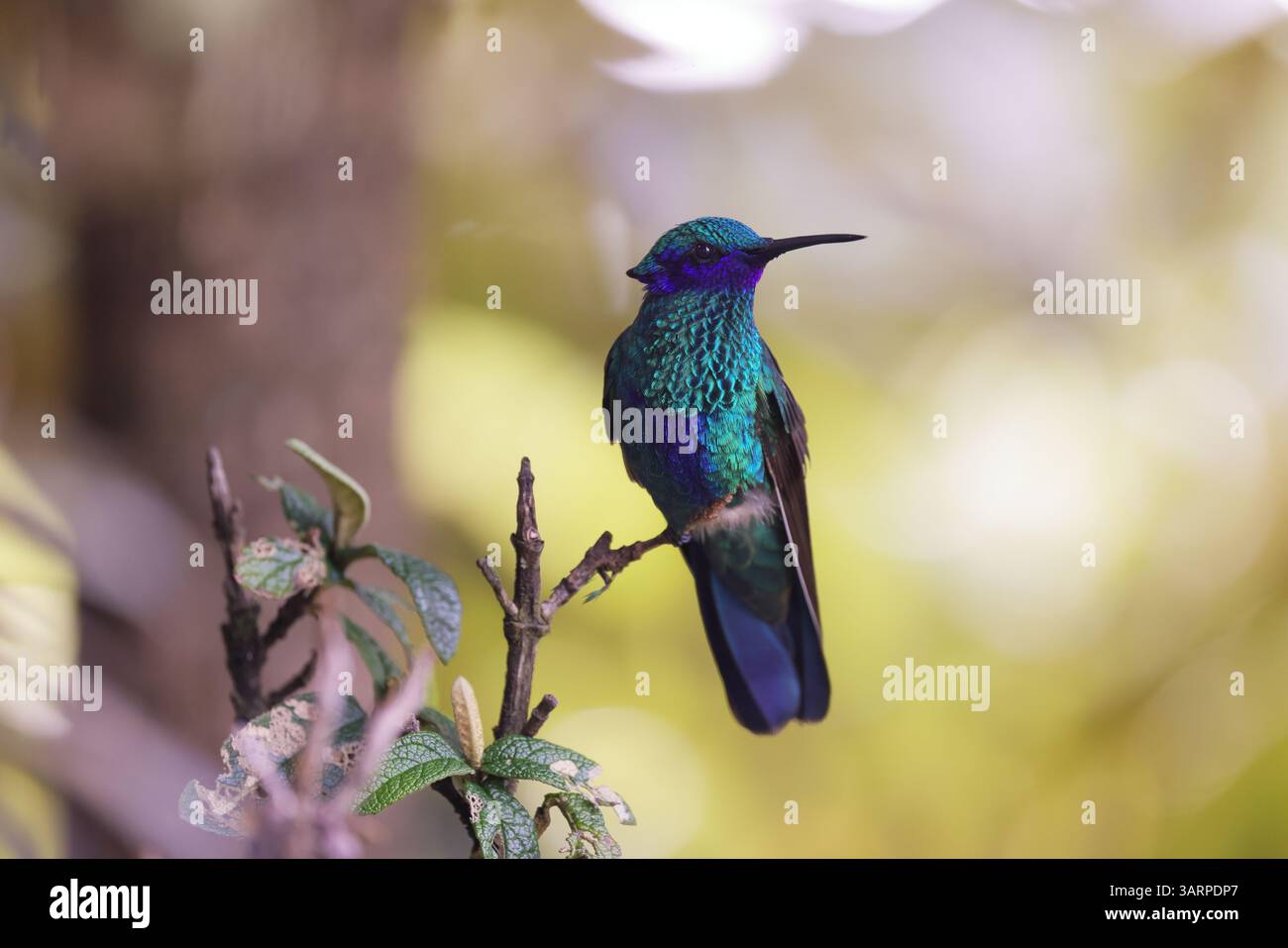 Lo scintillante violetear è una specie di colibrì diffusa negli altopiani del Sud America settentrionale e occidentale, compresa gran parte delle Ande Foto Stock