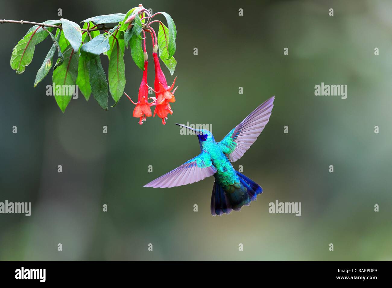 Lo scintillante violetear è una specie di colibrì diffusa negli altopiani del Sud America settentrionale e occidentale, compresa gran parte delle Ande Foto Stock