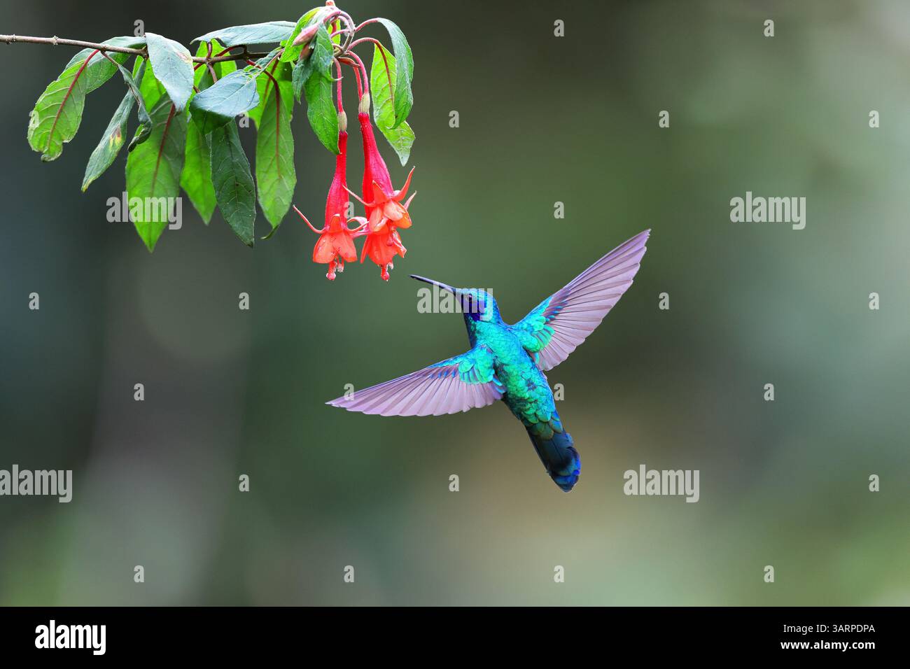 Lo scintillante violetear è una specie di colibrì diffusa negli altopiani del Sud America settentrionale e occidentale, compresa gran parte delle Ande Foto Stock