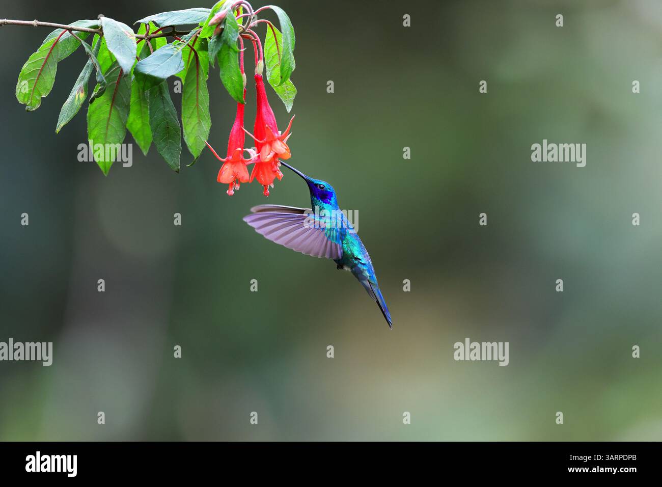 Lo scintillante violetear è una specie di colibrì diffusa negli altopiani del Sud America settentrionale e occidentale, compresa gran parte delle Ande Foto Stock