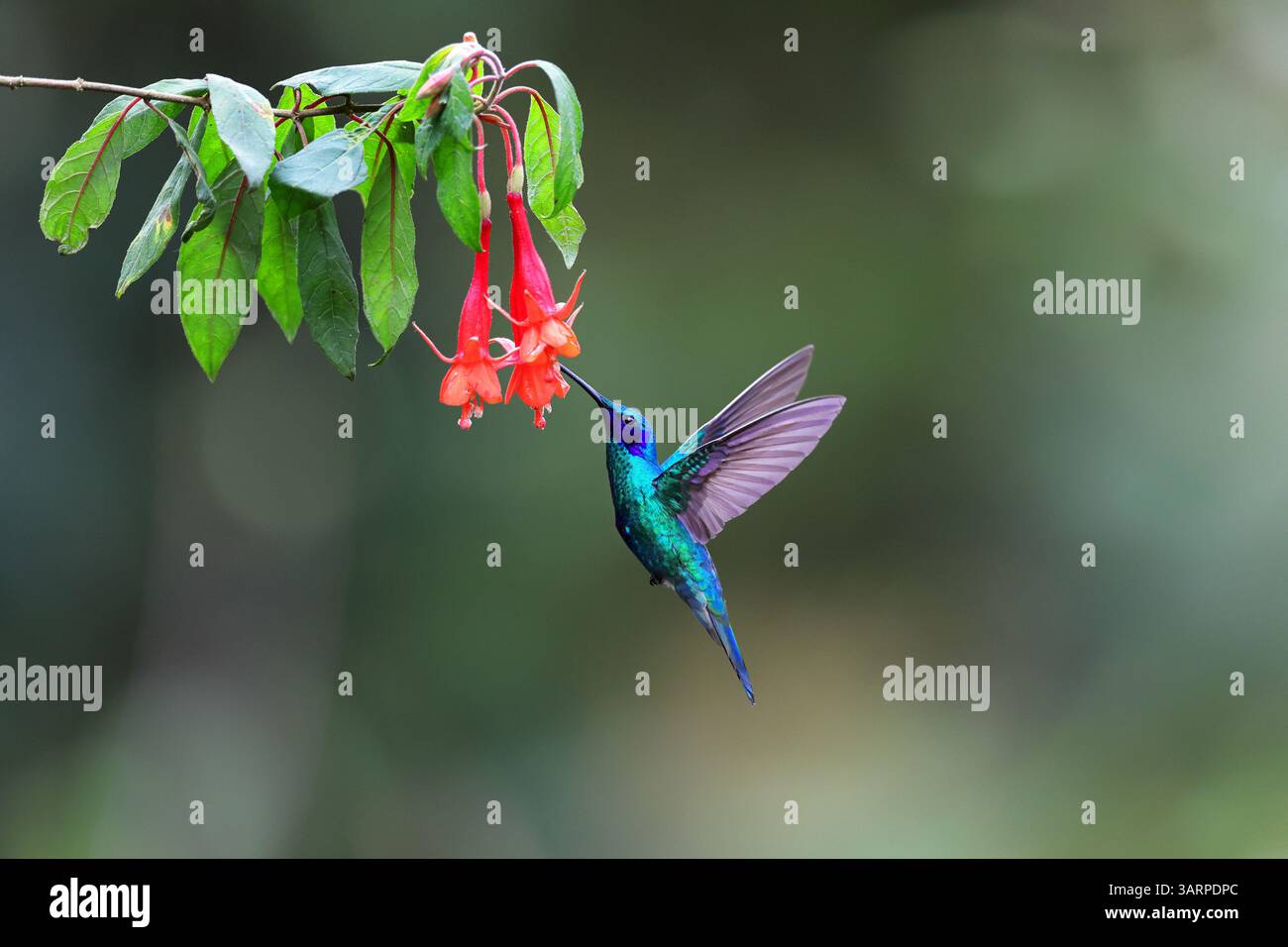 Lo scintillante violetear è una specie di colibrì diffusa negli altopiani del Sud America settentrionale e occidentale, compresa gran parte delle Ande Foto Stock