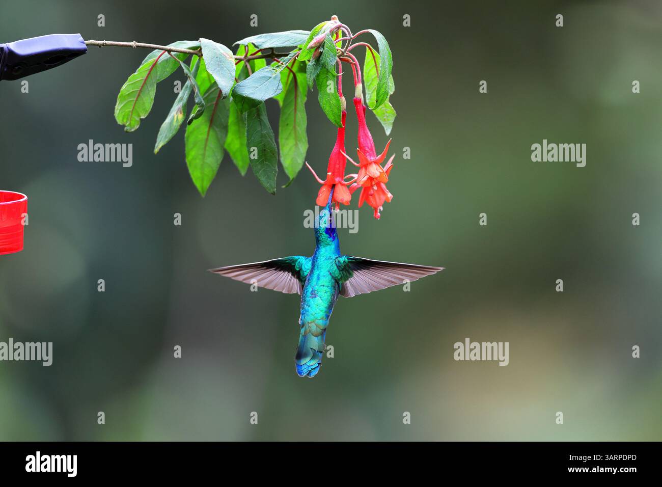 Lo scintillante violetear è una specie di colibrì diffusa negli altopiani del Sud America settentrionale e occidentale, compresa gran parte delle Ande Foto Stock