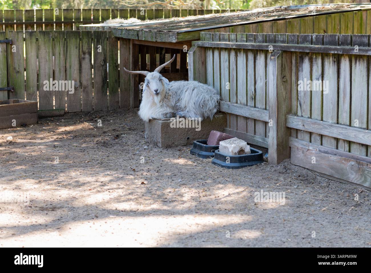 Una capra dai capelli lunghi con corna ricurve sdraiata su una lastra di pietra in una penna ombreggiata a Middleton Place Plantation a Charleston, South Carolina. Foto Stock