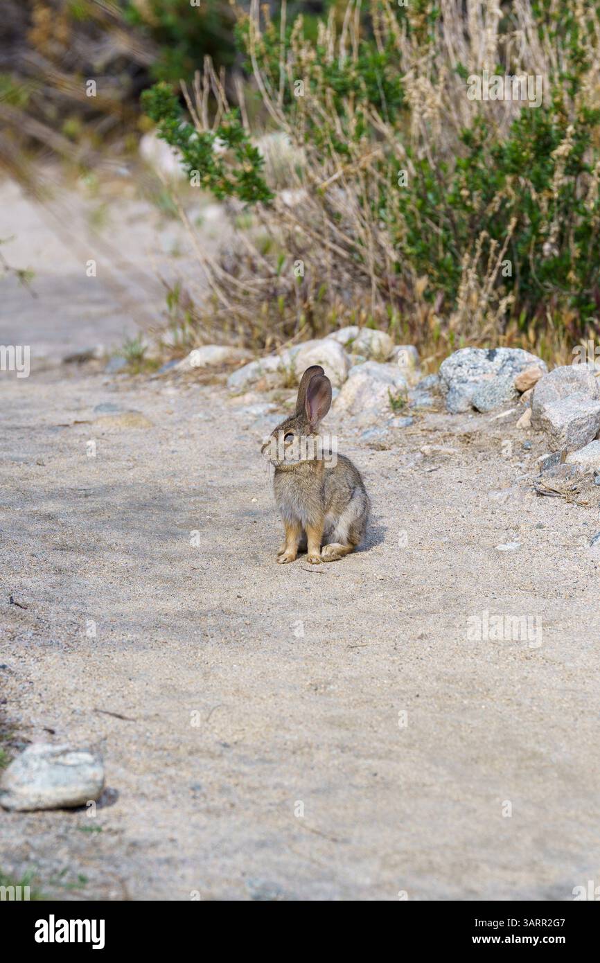 Giovane coniglio Cottontail del deserto seduto a terra nel deserto del Mojave in California Foto Stock