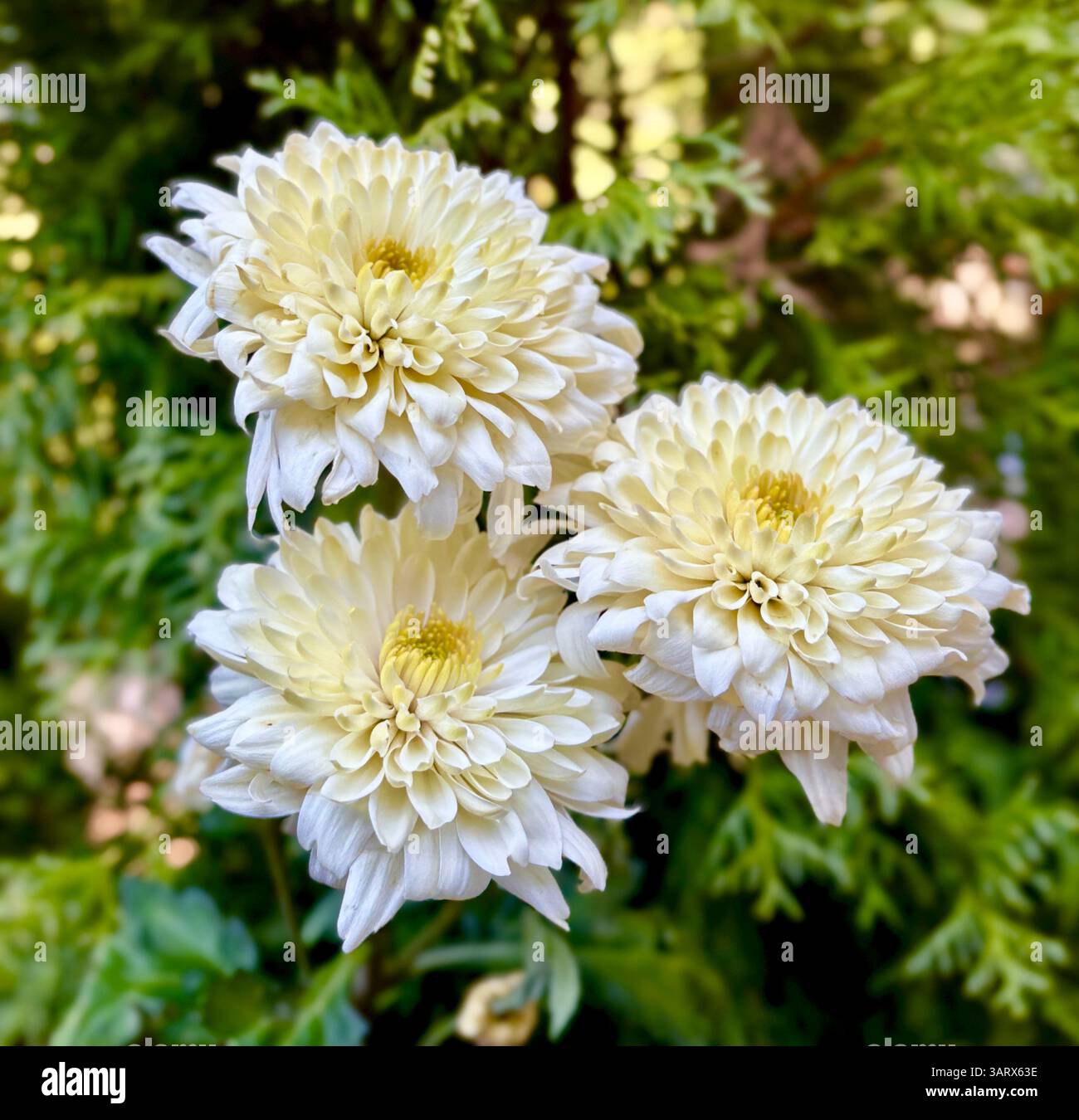 Primo piano di tre Crisantemi pallidi in Bloom Foto Stock