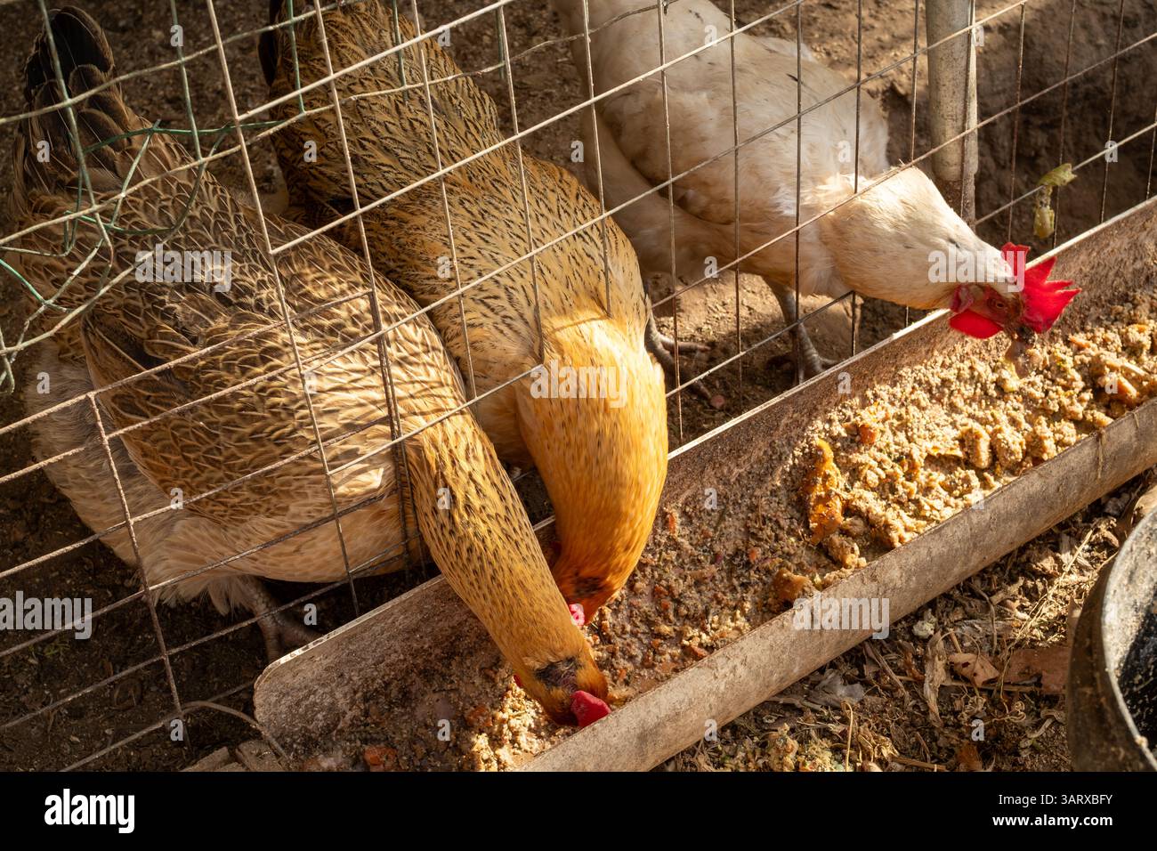 Penna di pollo di un contadino in un villaggio di montagna a Pechino, in Cina. 15 aprile 2025 Foto Stock