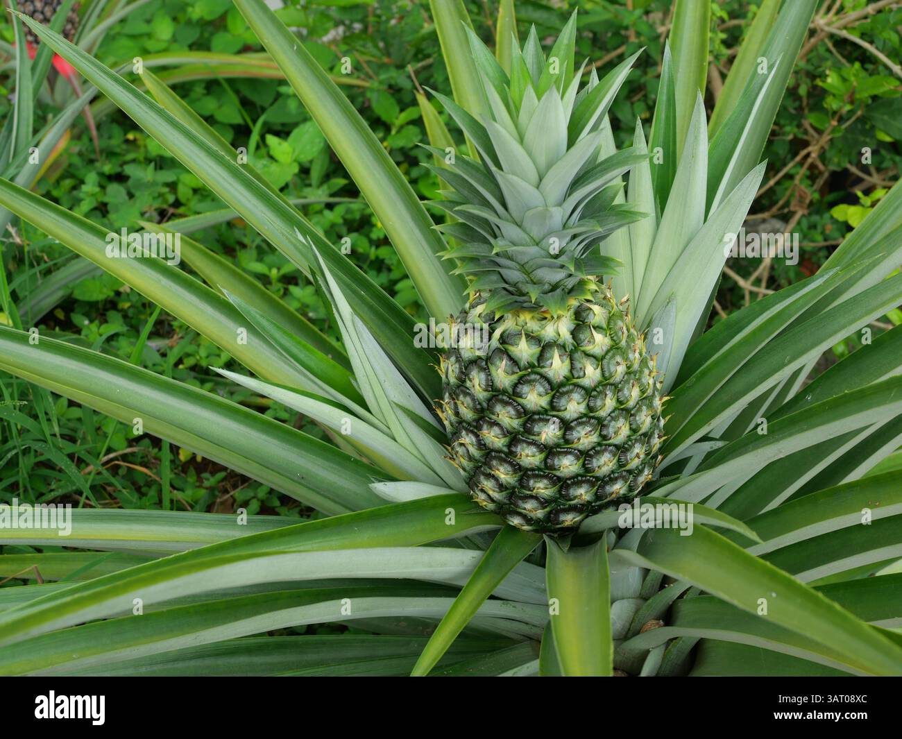 Frutta giovane di ananas su pianta di albero con sfondo verde naturale, gustosa frutta tropicale sulla campagna Foto Stock