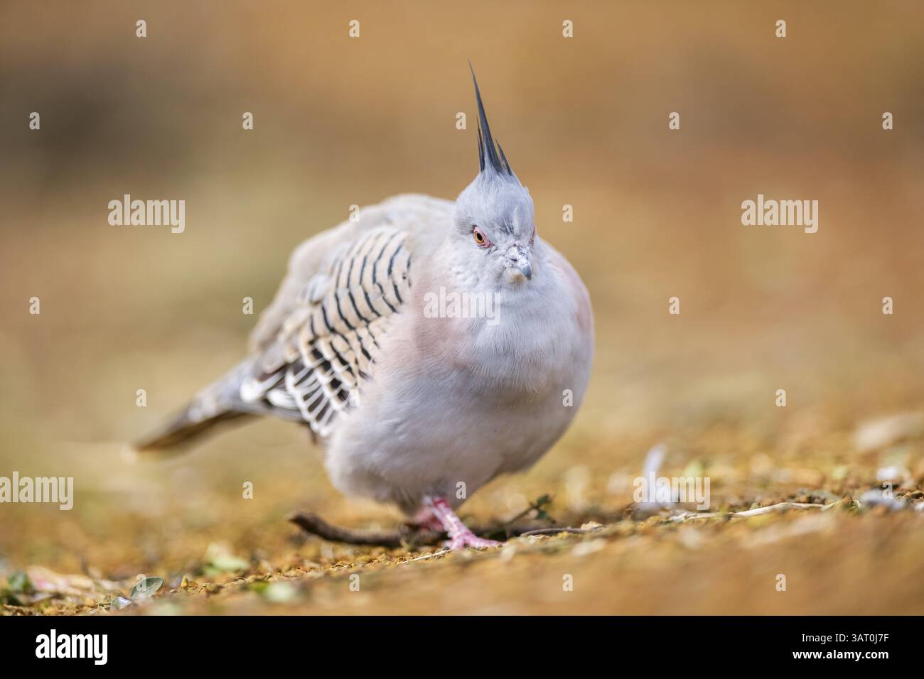 Piccione crestato (Ocyphaps lophotes) camminando su un prato, Baviera, Germania, Europa Foto Stock