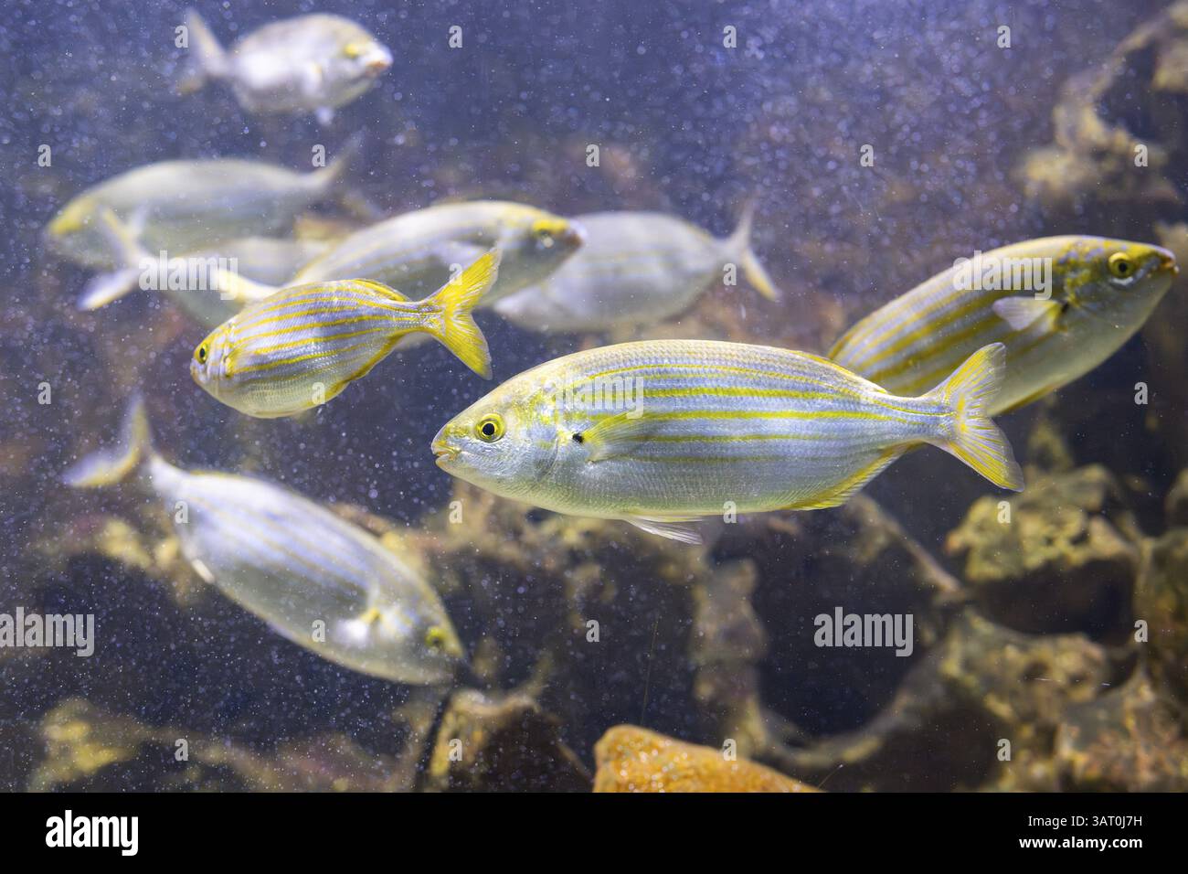 Salema porgy (SARPA salpa) che nuota sott'acqua, prigioniero, Germania, Europa Foto Stock