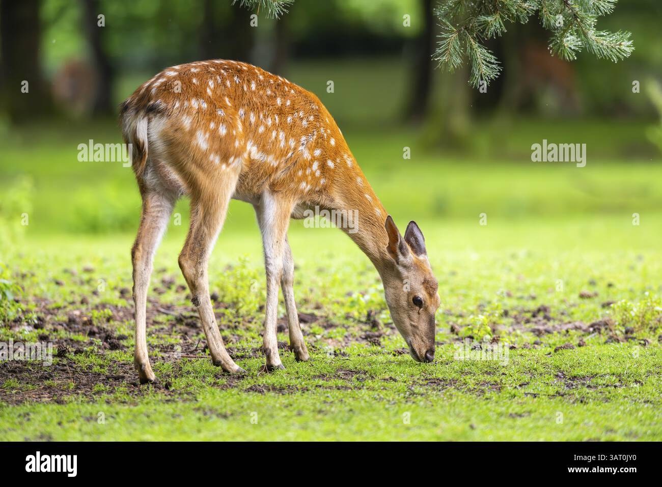 Cervo Sika (Cervus nippon) femmina su un prato, Baviera, Germania, Europa Foto Stock