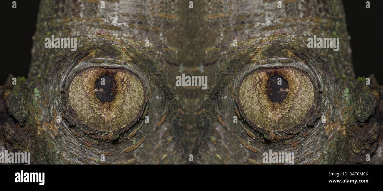 Faccia degli occhi degli alberi Foto Stock