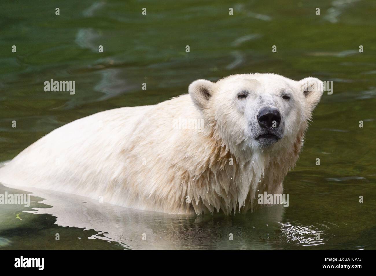 Orso polare (Ursus maritimus) che nuota in acqua, prigioniero, Germania, Europa Foto Stock