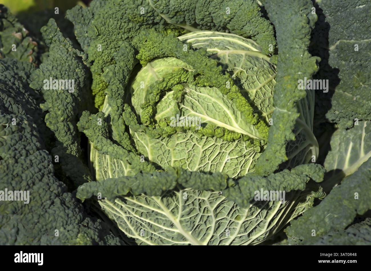 Cavolo sabaudo nel giardino Foto Stock