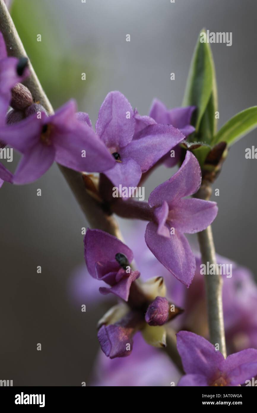 Daphne mezereum, Daphne mezereum Foto Stock