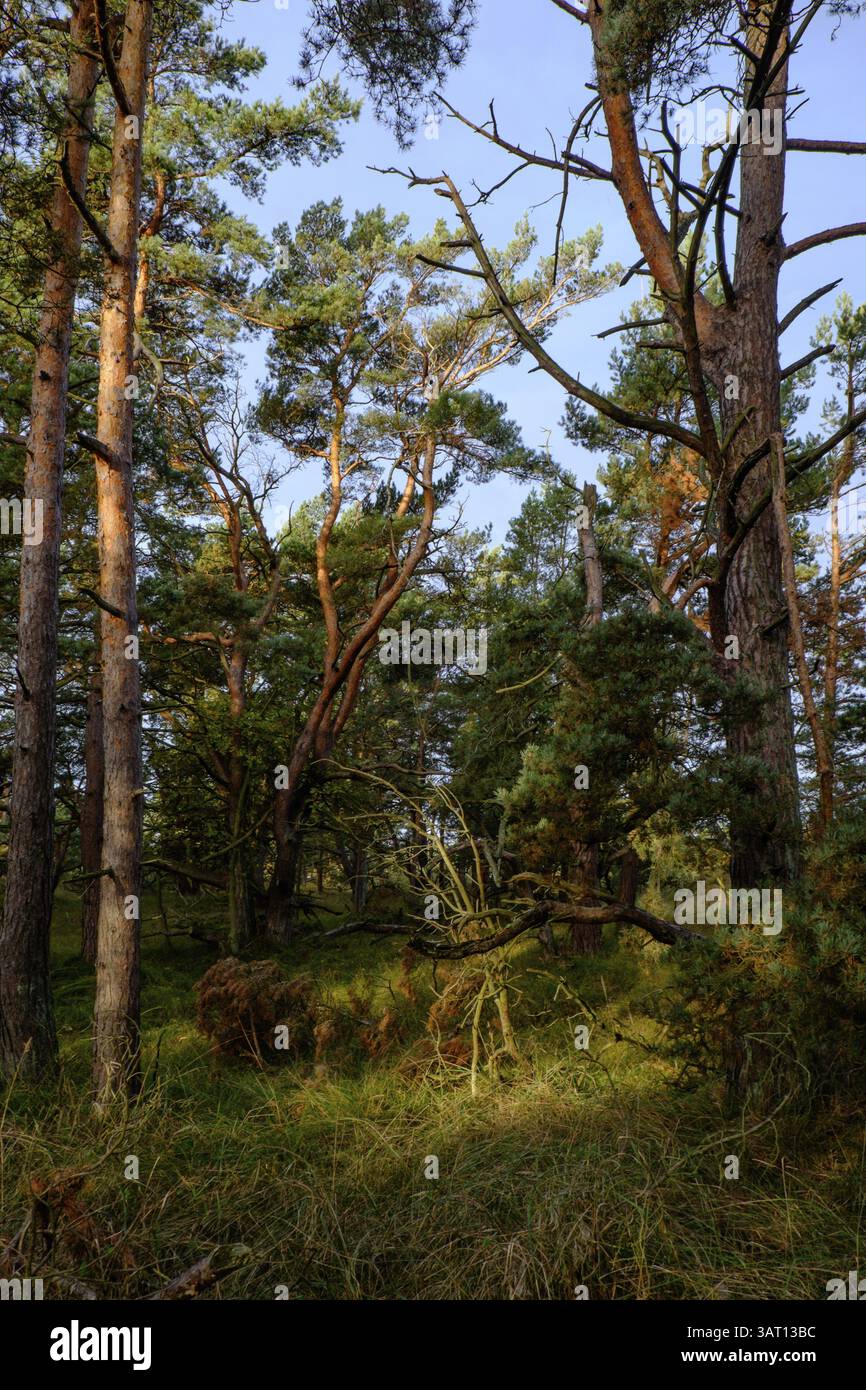 La Foresta Primeval di Darss, il Parco Nazionale della Pomerania Occidentale, la Germania, l'Europa Foto Stock