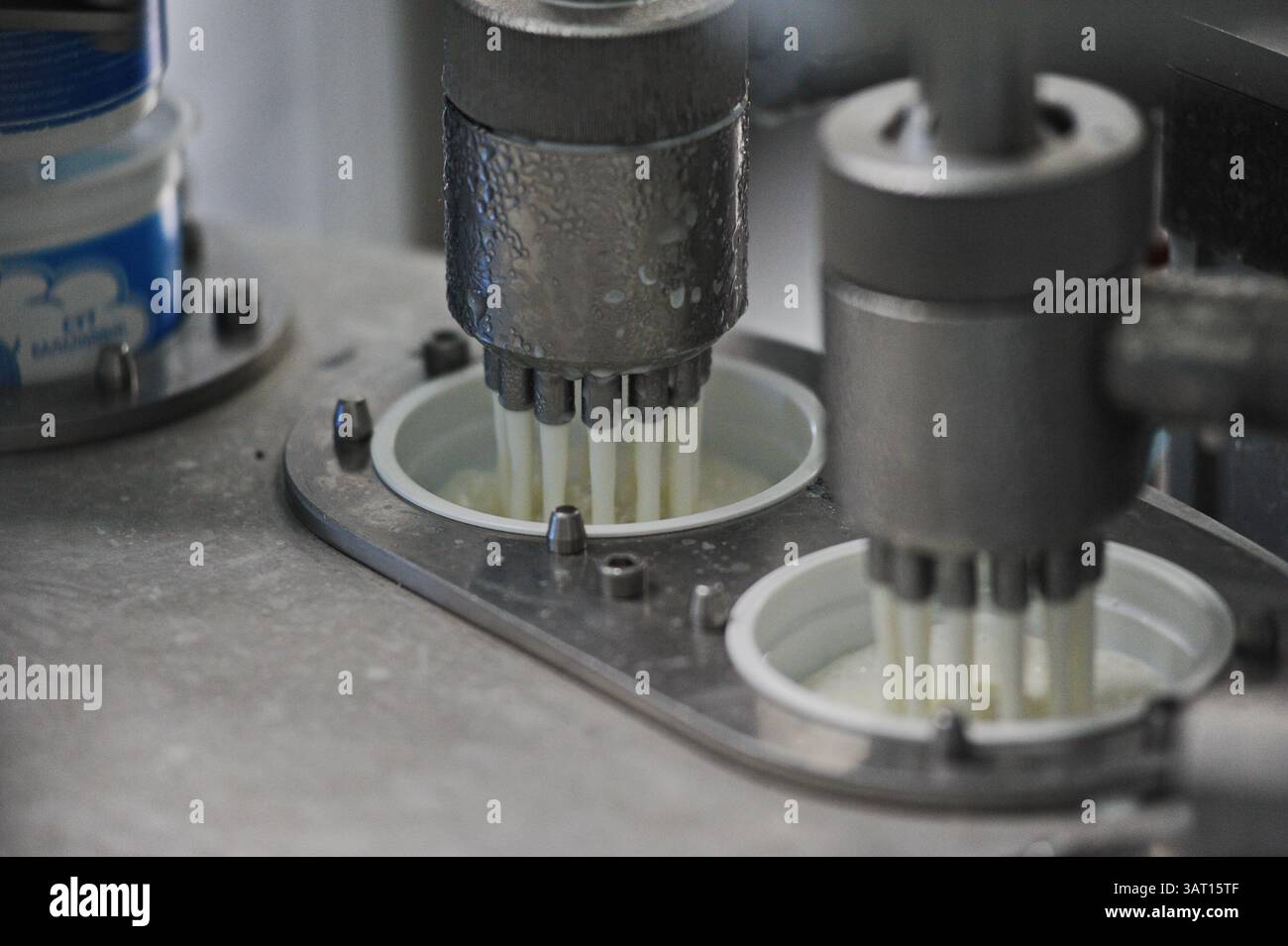 Imbottigliamento e cernita di prodotti finiti a base di latte fermentato in fabbrica. Foto Stock