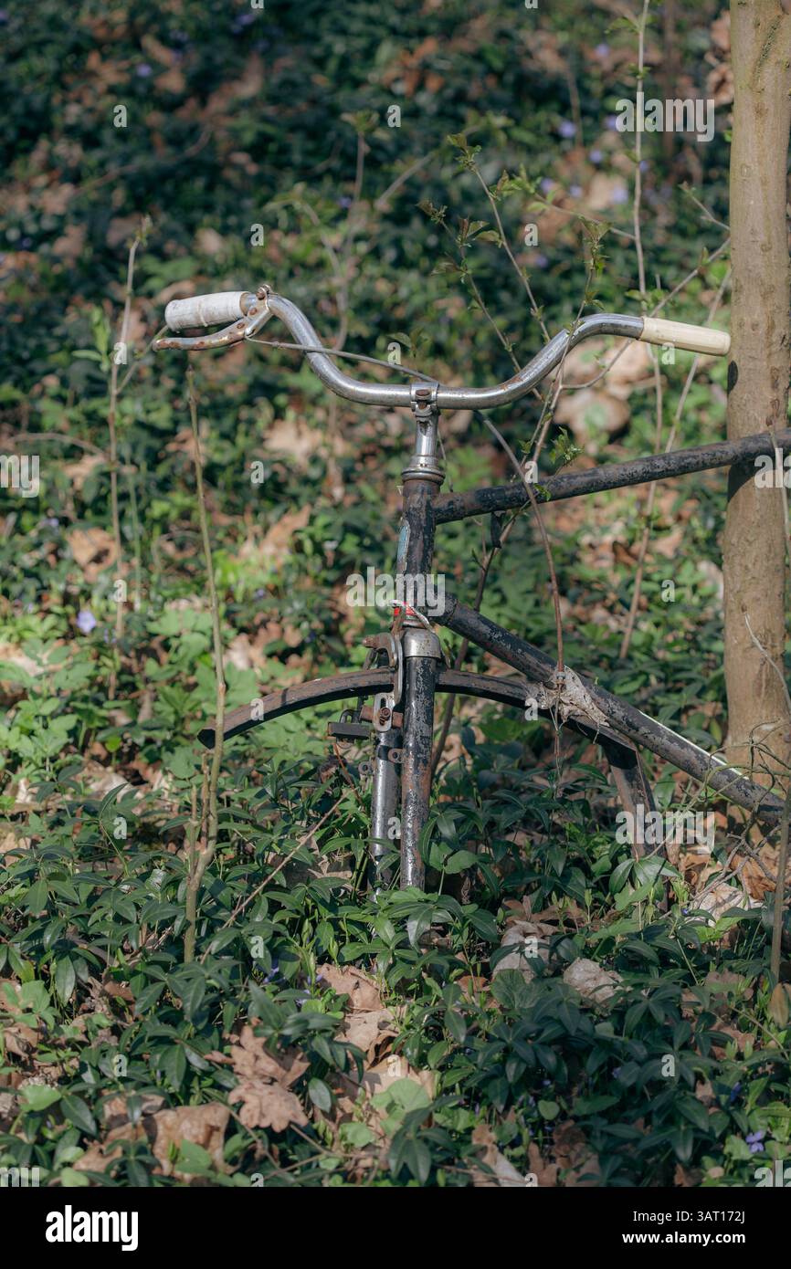 Vecchia e rustica bicicletta abbandonata nei boschi, fogliame e fiori primaverili intorno, veicolo arrugginito retrò dimenticato Foto Stock