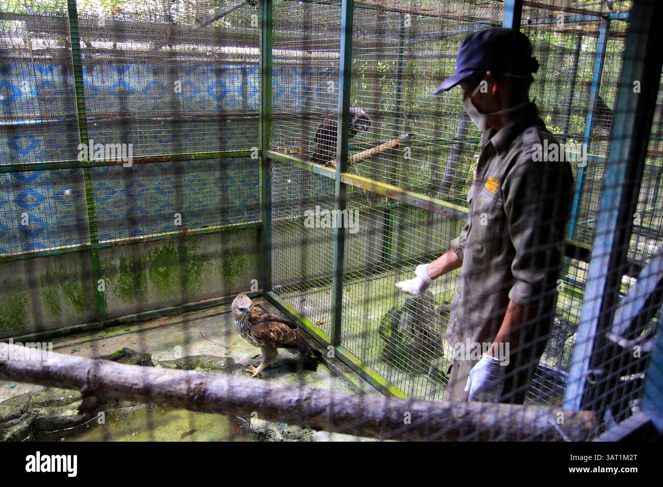 Gli ufficiali monitorano il comportamento degli uccelli delle specie di aquila di Falco (Spizaetus cirrhatus) al Wildlife Rescue Center. Foto Stock