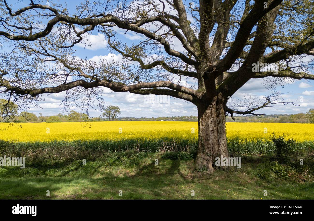 Campi di colza giallo brillante su terreni agricoli nel Worcestershire in una luminosa giornata di primavera. Foto Stock