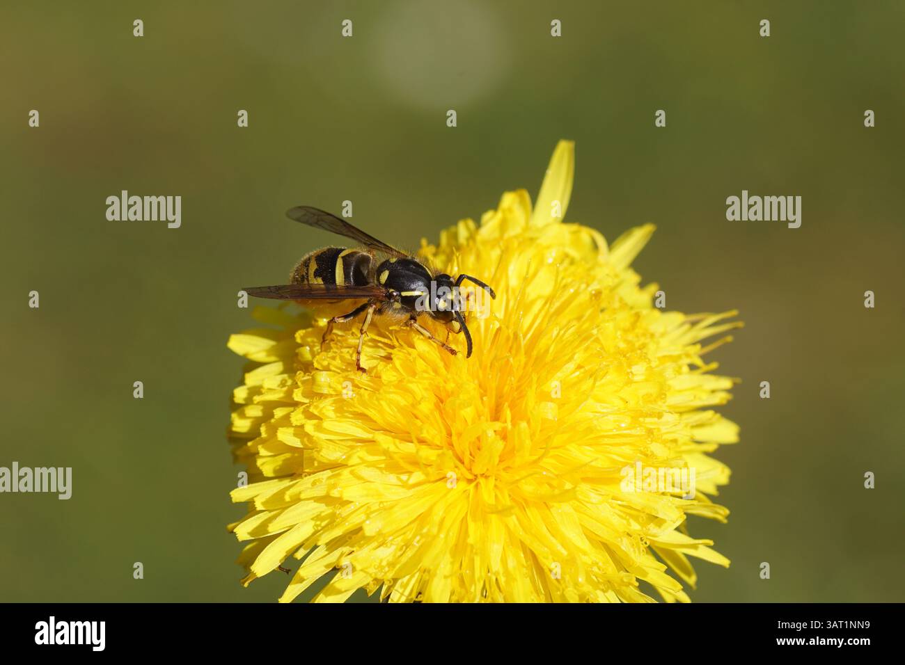 Regina di vespa (Vespula vulgaris), famiglia Vespidae sul fiore del dente di leone comune (Taraxacum officinale). Primavera, Paesi Bassi, aprile Foto Stock