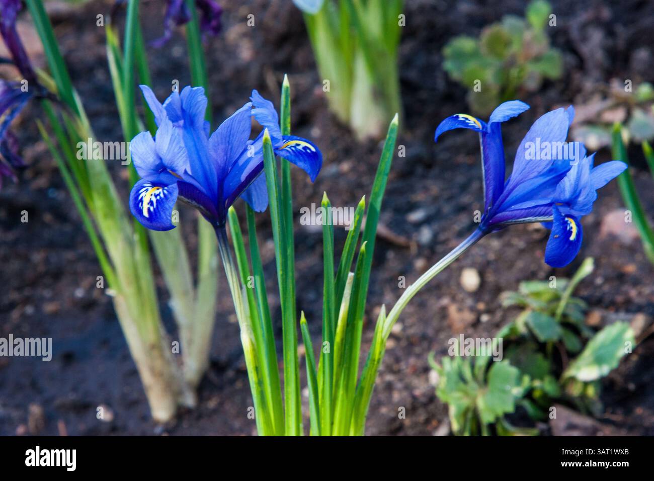 Iris reticulata blu in un giardino. Iris reticulata, l'iride delle nevi, l'iride a rete o dorata. I primi fiori di primavera. Colori brillanti e bellissimi. Foto Stock