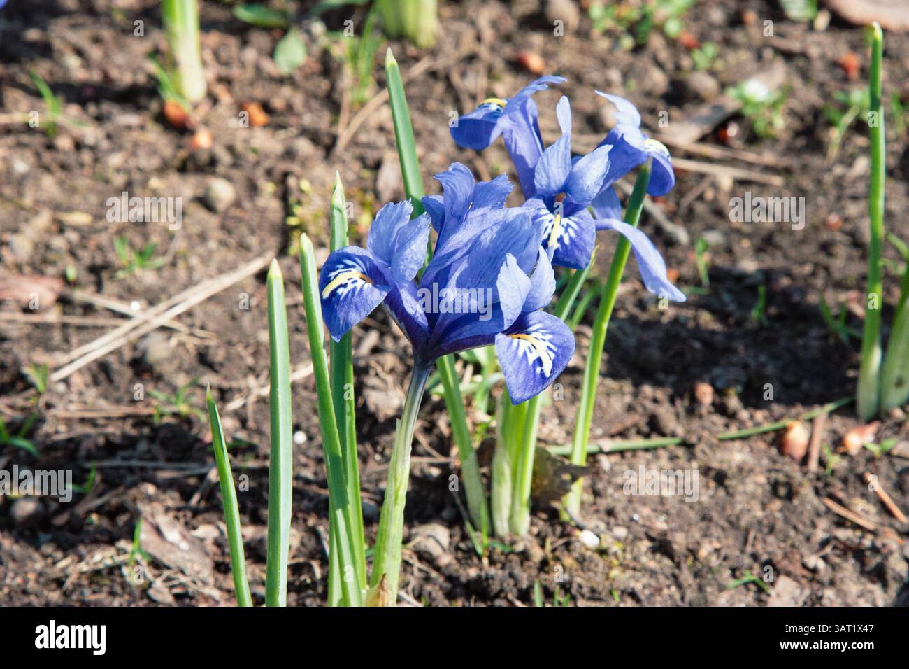 Iris reticulata blu in un giardino. Iris reticulata, l'iride delle nevi, l'iride a rete o dorata. I primi fiori di primavera. Colori brillanti e bellissimi. Foto Stock
