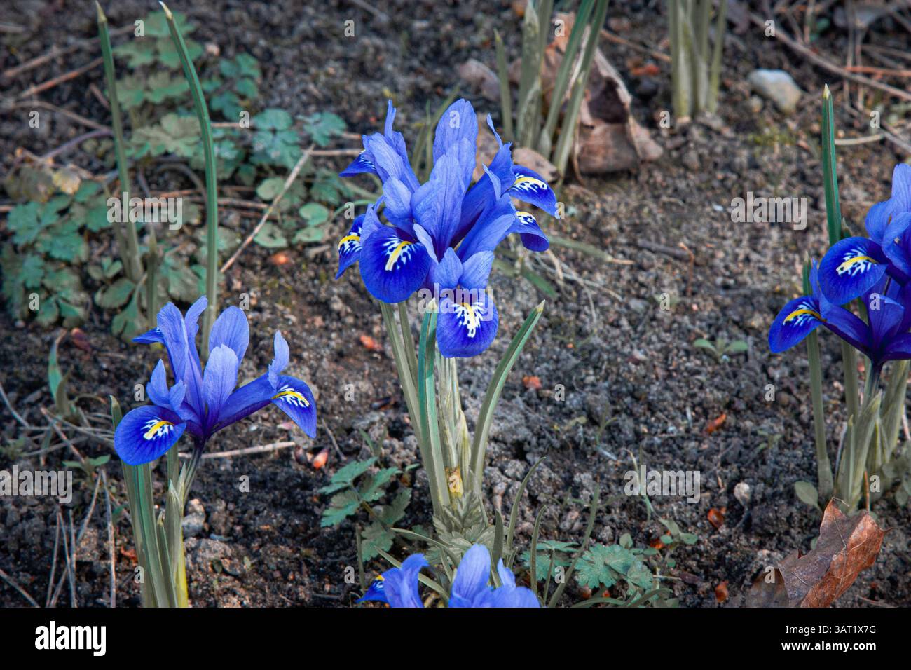 Iris reticulata blu in un giardino. Iris reticulata, l'iride delle nevi, l'iride a rete o dorata. I primi fiori di primavera. Colori brillanti e bellissimi. Foto Stock