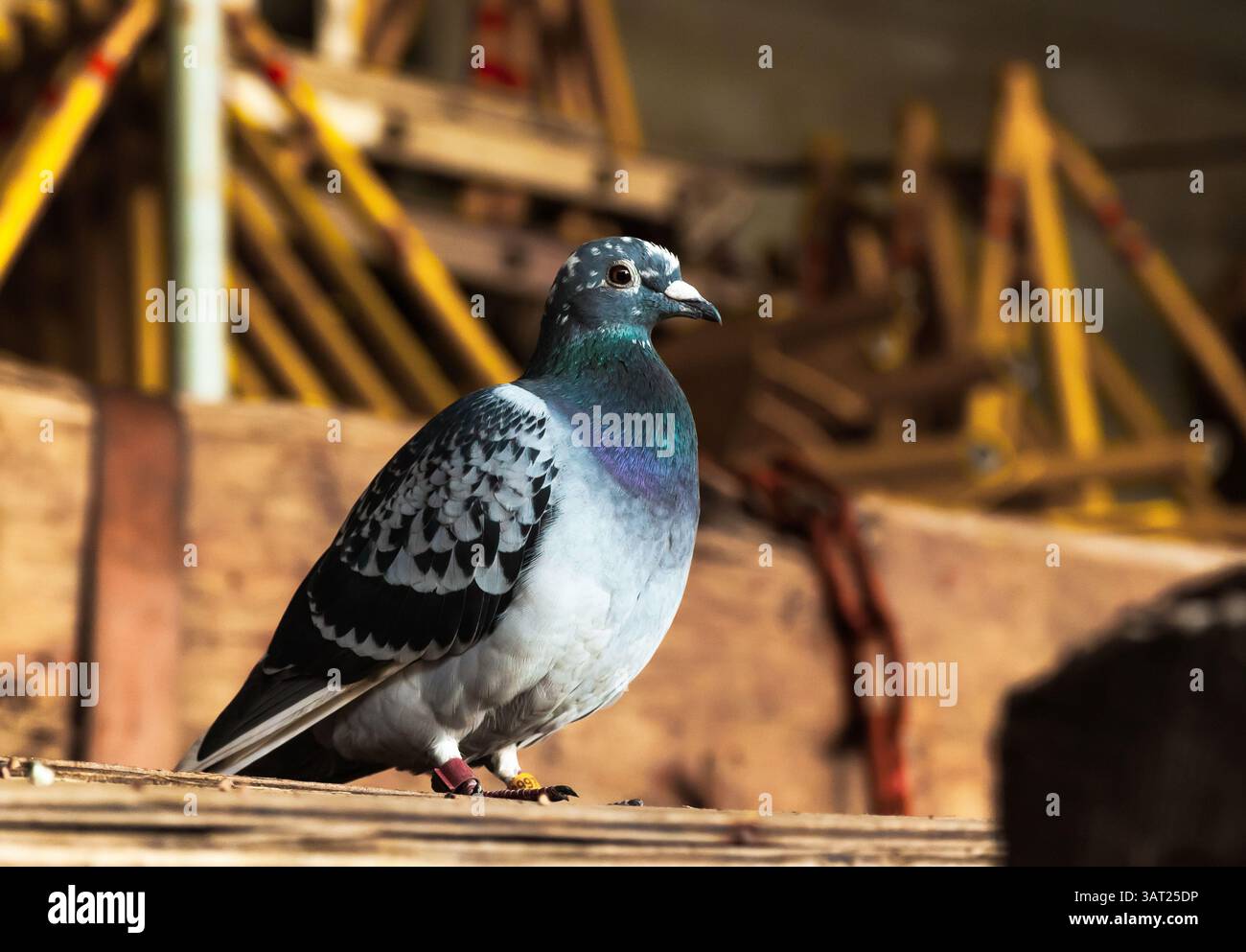 Un piccione con anelli numerati sulle gambe si trova su compensato. Foto Stock
