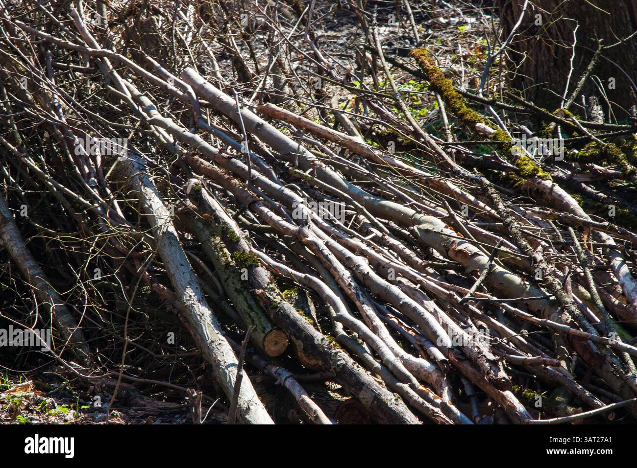 Segare vecchi rami di alberi. Potare gli alberi. Pulizia di primavera. I rami degli alberi si trovano sul pavimento dopo il taglio Foto Stock